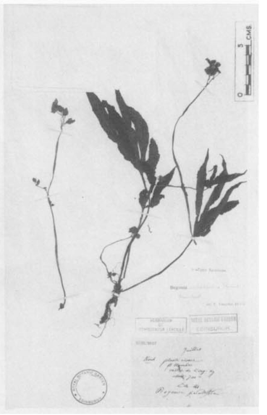 B. scitifolia